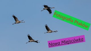 Fotografia Ptaków z Podchodu Nowa Miejscówka [upl. by Mosenthal]