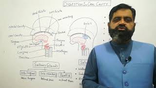 Digestion in oral cavity UrduHindi medium  Prof Masood fuzail Swallowing  Salivary GlandsSaliva [upl. by Buell]