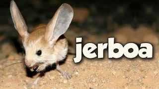 JERBOA [upl. by Angi580]