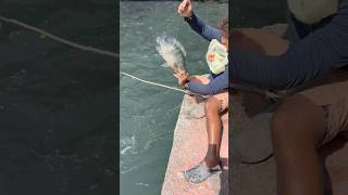 Catching a Tilapia [upl. by Goldfarb]