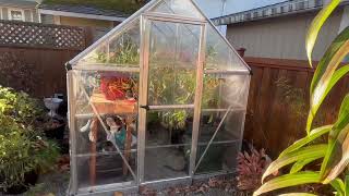 Palram Canopia Greenhouse Kit 6 x 8 Hobby Walk In Polycarbonate Review [upl. by Ahsiena]