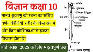 मानव शुक्राणु का सचित्र वर्णन Class 10 Science Sperm ka nirman UP Board Exam 2025  विज्ञान [upl. by Atival]