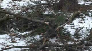 Diagnosing Ice Storm Related Tree Damage [upl. by Massie228]