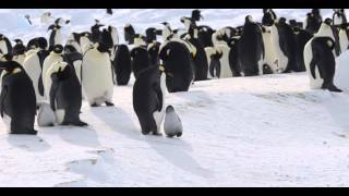 Emperor Penguins at Windy Bay [upl. by Whitaker]