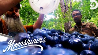 Making Blueberry Lemonade Alcohol  Moonshiners  Discovery [upl. by Stearne168]