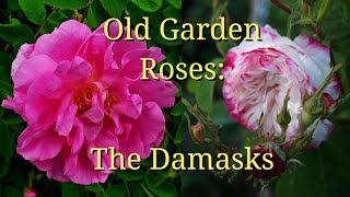 Old Garden Roses The Damasks [upl. by Ettennyl130]