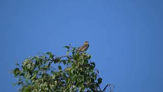 Dziwonia  Common rosefinch  Erythrina erythrina [upl. by Essirehs]