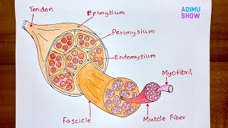 How To Draw Structure Of Skeletal Muscle [upl. by Analed]