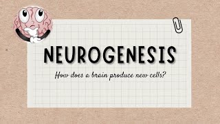 Neurogenesis [upl. by Hcire145]