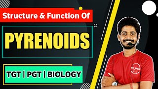 Pyrenoids In Algae  Structure and Function of Pyrinoids  Tgt pgt Biology By Bioaman Bhaiya [upl. by Lynn]