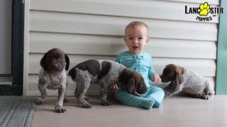 Friendly German Shorthaired Pointer Puppies [upl. by Fendig]