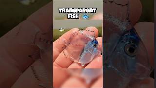 transparent animals you wont believe exist youtubeshorts shortsfeed shortsvideo facts [upl. by Roybn503]