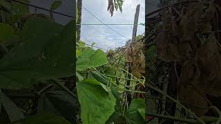 After Hurricane Helene beat up most of my plant jicama flowers showing off jicama singkamas [upl. by Ahseem]