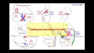 Anatomy of the knee joint simplified sketches [upl. by Sela]