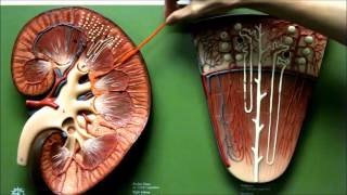 Kidney Anatomy Urinary Model Renal System [upl. by Tally984]