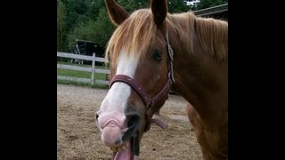 From the Kill Pen A Horse Success Story [upl. by Chilton]