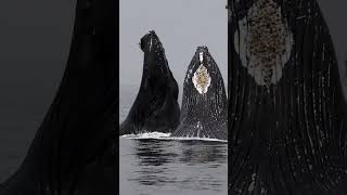 Pourquoi une Baleine Renverse un Bateau [upl. by Allene]