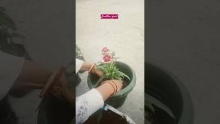 Dianthus plant repotting 😍dianthus garden balconygarden repotting ytshorts [upl. by Bresee]