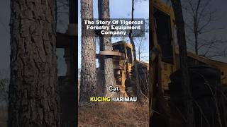 tigercat tigercatforestry forestryequipment bigmachine foryou [upl. by Babcock]