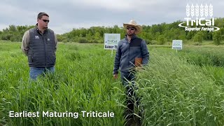 TriCal Gainer™ Triticale is a perfect choice for the Upper Midwest [upl. by Atiker66]