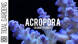 Some thoughts on Acropora Staghorn Corals [upl. by Chaffee103]