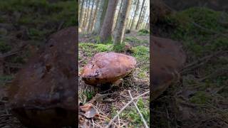 Boletus Edulis🍄‍🟫Alt🤷🏻‍♂️ steinpilz mushroom porcini short [upl. by Macfadyn47]