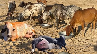 Desi Cholistani Rathi Cows Farming Profitable Model by Ali Randhawa Sb [upl. by Leemaj492]