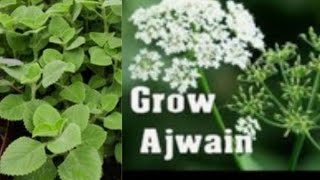 How to grow Ajwain Plant Carom seeds at homeTrachyspermum ammi [upl. by Jaco702]