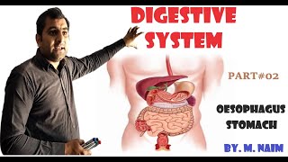 Digestion in Human part02 Biology 9th  Chapter 8 Nutrition [upl. by Christin]