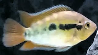 Rainbow Cichlid care guide  how to care tank mates feeding and breeding Rainbow cichlids [upl. by Atnas]