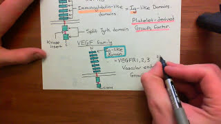 Receptor Tyrosine Kinases Part 2 [upl. by Rowney320]