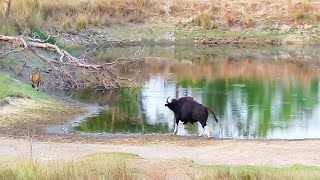 Wild Buffalo Gaur chases away tiger and tiger run away for life full version [upl. by Adnahcir]