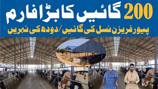 Dairy Farming in PakistanBest Milk Produced Cow [upl. by Reddy]