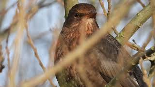 amsel  melancholische augenblicke [upl. by Ajna]