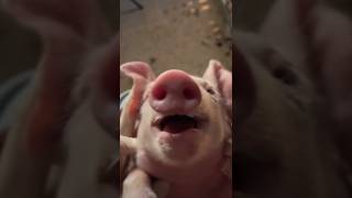 Giggling Piggy 🐷 youtubeshorts [upl. by Dupuy]