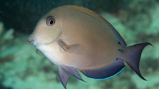 Facts The Brown Surgeonfish [upl. by Annaiuq72]