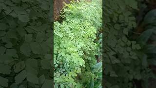 Adiantum capillusfeneris 🌿💐adiantum plants shorts shortsfeed shortvideo maymtn fyp [upl. by Liederman]