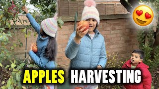 Harvesting Day in our Kitchen Garden in UK  Indian Family in UK 🇬🇧 [upl. by Aiekat511]