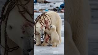 A heartfelt tale of sailors rescuing a severely injured mother polar bear trapped in a netpolarbear [upl. by Gruchot973]