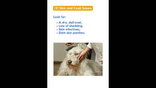 Spotting Hypothyroidism in Dogs [upl. by Nnyleuqcaj]