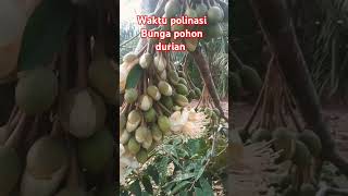 bunga durian sudah mekar ini adalah saat polinasi [upl. by Shepherd346]