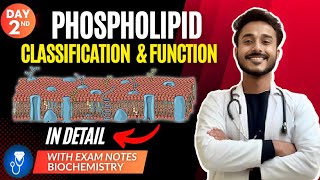 phospholipids biochemistry  glycerophospholipid biochemistry  sphingomyelin biochemistry [upl. by Ahsilrak]