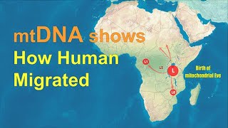 mtDNA shows how humans migrated across the World [upl. by Francyne]