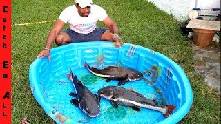 GIANT CATFISH POOL POND [upl. by Adianes349]