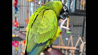 Parrot who was obsessed with owner singing Twinkle Twinkle Little Star [upl. by Arri]