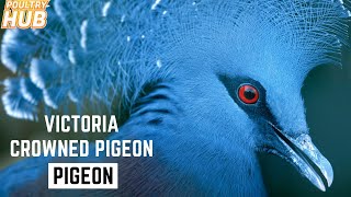 Victoria Crowned Pigeon All Facts That You Want To Know [upl. by Iy]