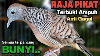 Perkutut Lokal Gacor Suara Ampuh Untuk Pancingan Burung Perkutut Agar Cepat Bunyi [upl. by Codi]