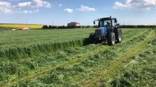 Torunoğlu Tohum Reygras Ryegrass Tohumlarımız İthal OCED sertifikalıdır [upl. by Druci]