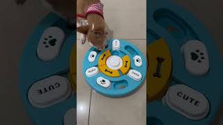 Juguete nuevo para Chente ✨asmr dog doglover [upl. by Dlanod]