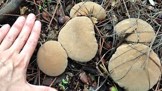 Lycoperdon perlatum o pedo de lobo un hongo curioso [upl. by Airamat]